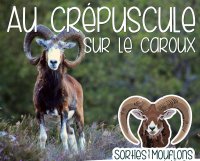 Au crepuscule - Sorties mouflons - Centre Cebenna © K.SULTER