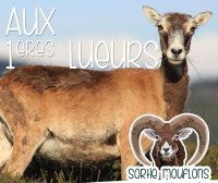 Aux 1eres lueurs - Sorties mouflons - Centre Cebenna © K.SULTER