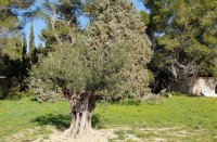 La pinede © Gîtes de France