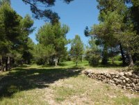 La pinède derrière le gite © Gîtes de France