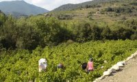 Vieux Chai - Vendanges ©Franck Farget