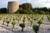 fond-home-300x200 &copy; SCA Le Muscat