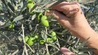 olea 2 © ..