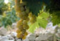 muscat © barroubio