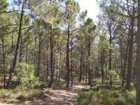 Roc de la Viste - Berlou-bois © M. Carpena.